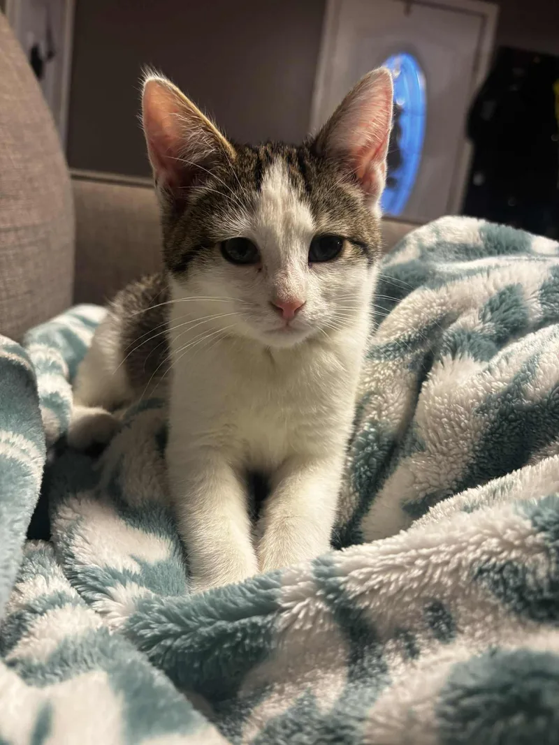A baby small-sized female Tabby (Brown / Chocolate) Domestic Short Hair cat named Serena for adoption in Elyria, OH