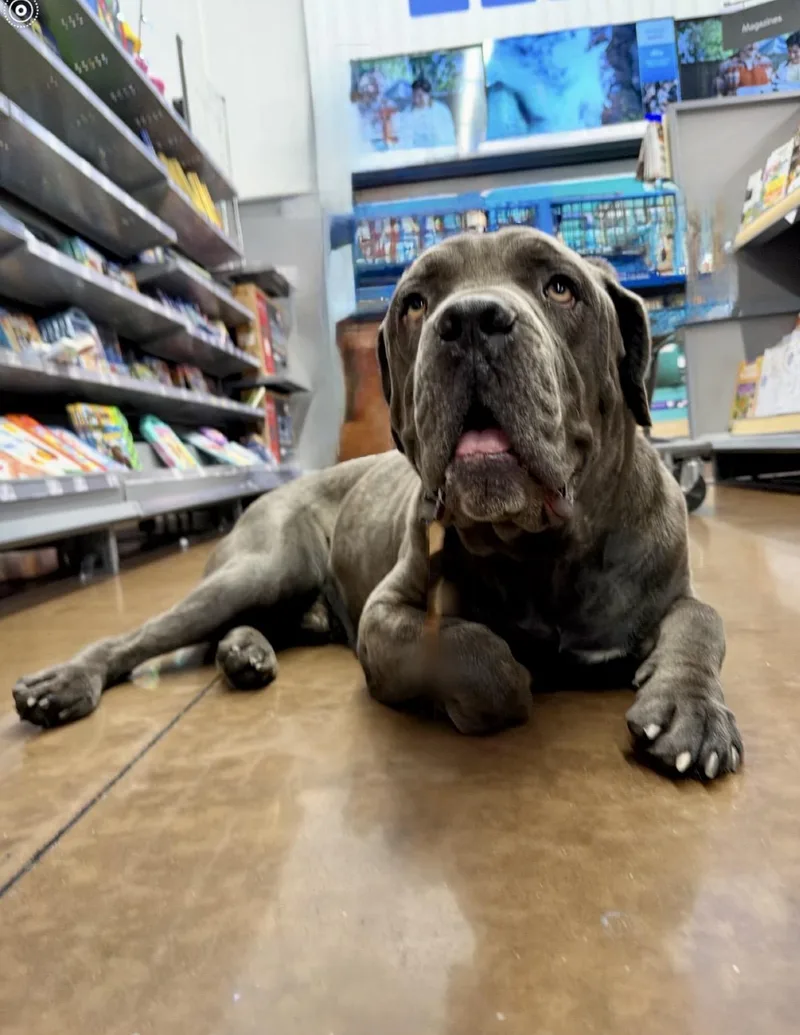 An adult large-sized male Mastiff dog named Blue for adoption in Woodland Hills, CA