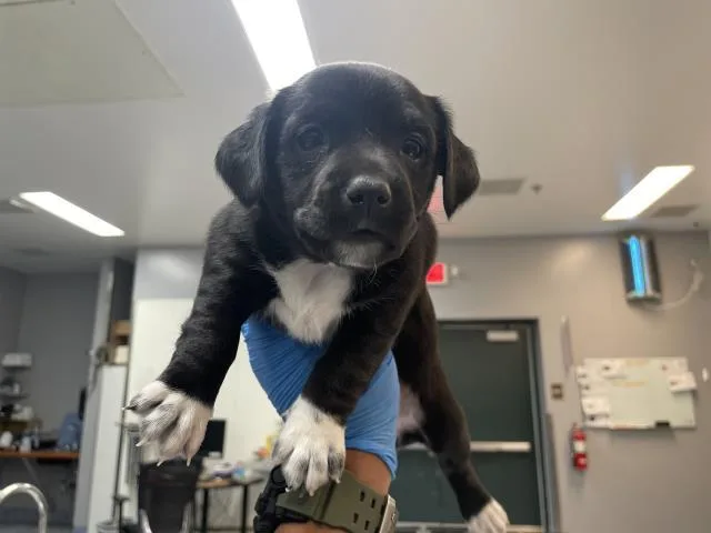 A baby small-sized female Terrier dog named Zippy for adoption in Riverside, CA