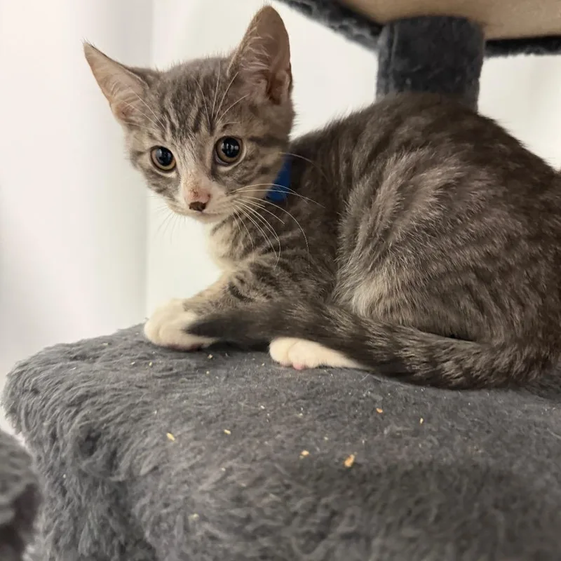 A baby small-sized male American Shorthair cat named Ednilson for adoption in Danbury, CT