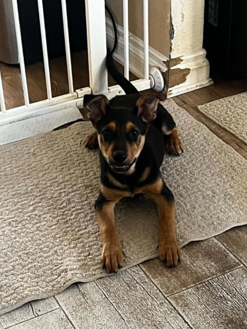A baby large-sized male Shepherd dog named Chase for adoption in La Verne, CA