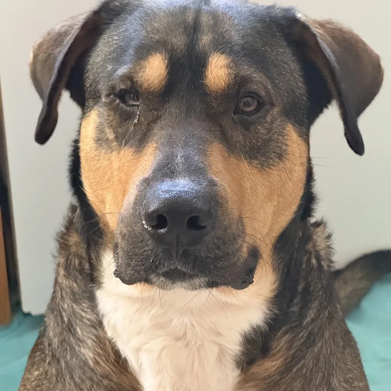 An adult large-sized male Tricolor (Brown, Black, & White) Shepherd dog named Jet for adoption in CORPUS CHRISTI, TX