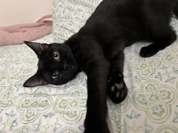 A baby medium-sized female Domestic Short Hair cat named Bitsy for adoption in Wilmington, NC