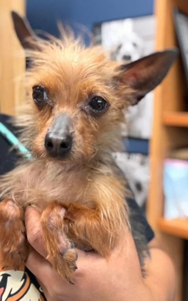 An adult small-sized female Yorkshire Terrier dog named Tulip for adoption in Severn, MD