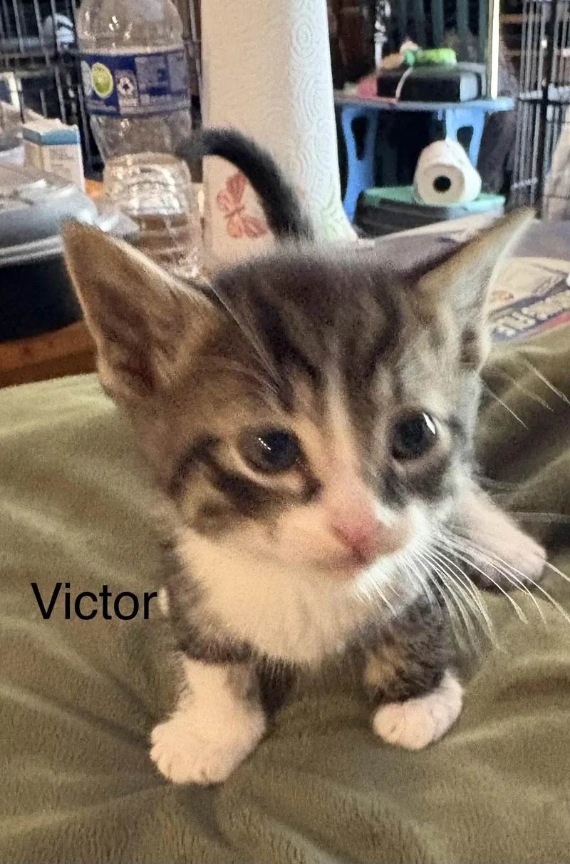 A baby medium-sized male Domestic Short Hair cat named Victor for adoption in White Bluff, TN