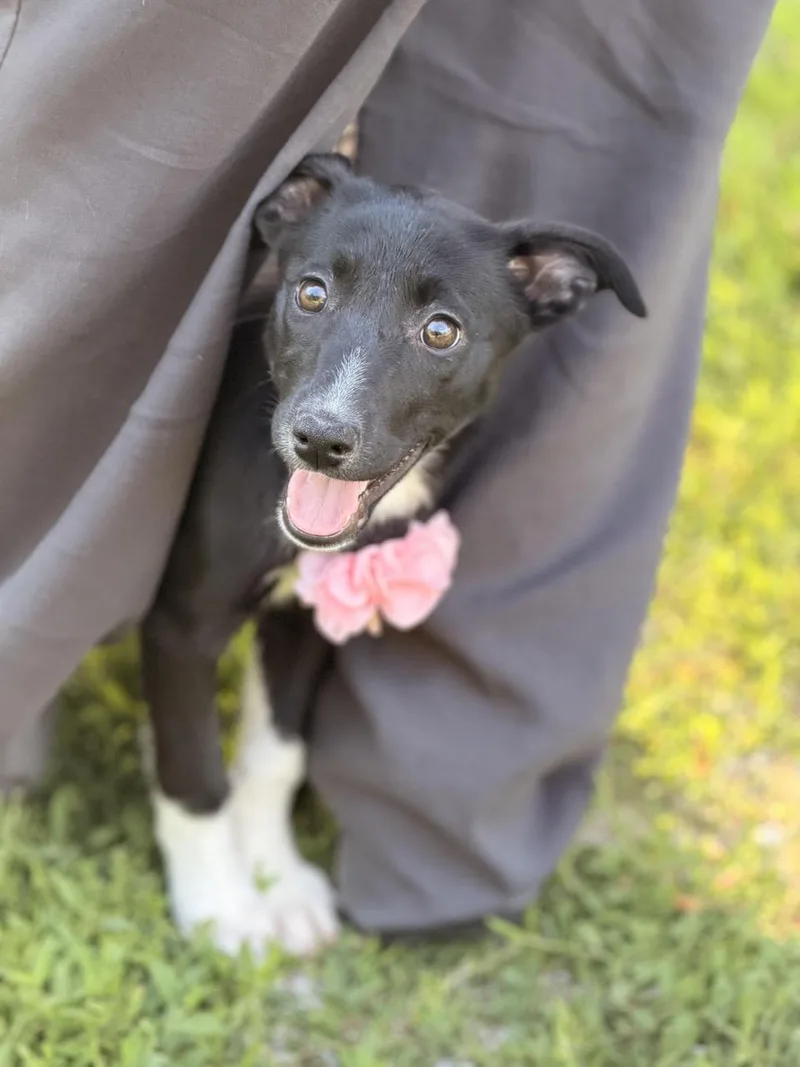 A baby medium-sized female Border Collie dog named Monday for adoption in Sparta, NJ