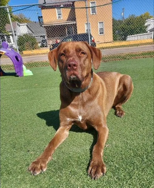 An adult large-sized male Brown / Chocolate Labrador Retriever dog named Ollie for adoption in La Crosse, WI