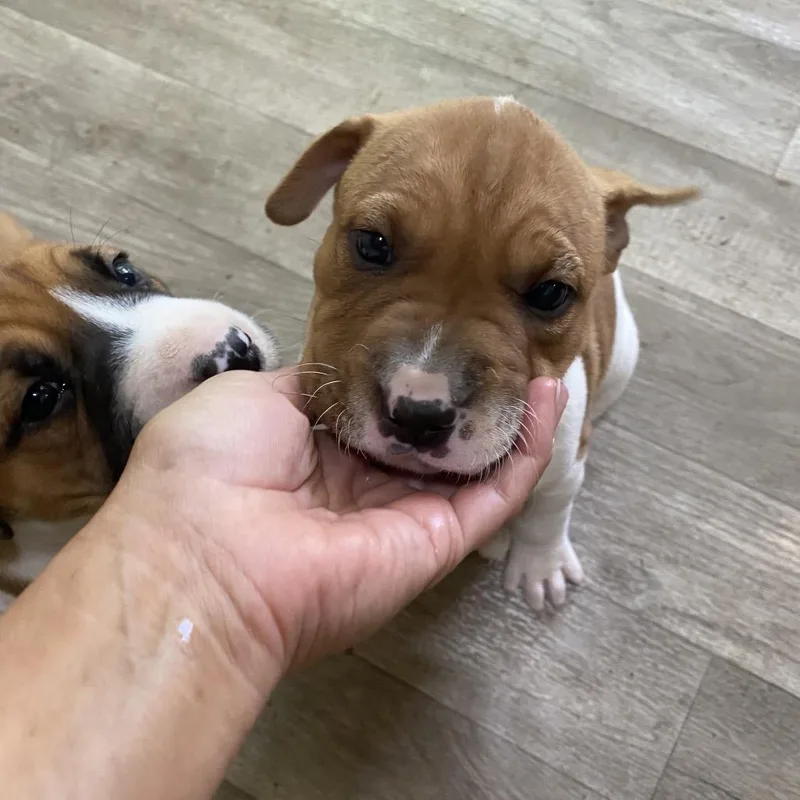 A baby medium-sized female White / Cream Shar-Pei dog named BlueBell for adoption in Escondido, CA