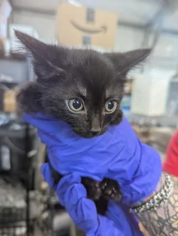 A baby small-sized female Domestic Short Hair cat named Leslie for adoption in San Bernardino, CA