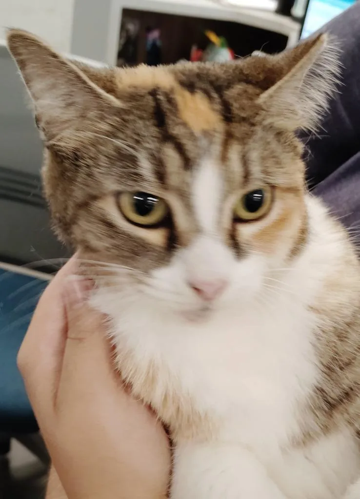 Pretty Girl