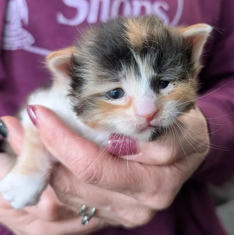 A baby small-sized female Calico Domestic Long Hair cat named Velvet for adoption in Davison, MI