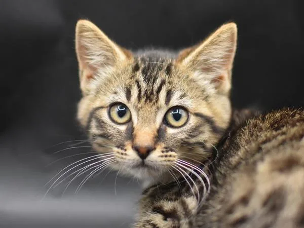 A baby small-sized male Domestic Short Hair cat named Bucket for adoption in Portland, OR