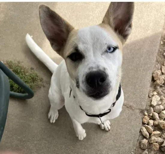 A young medium-sized female Yellow / Tan / Blond / Fawn Australian Shepherd dog named Snowy for adoption in Davis, CA