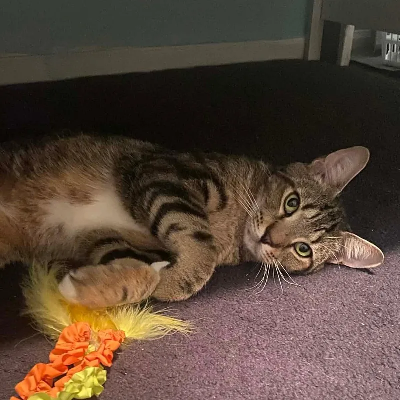 A young medium-sized female Tabby (Brown / Chocolate) Domestic Short Hair cat named Dino for adoption in Sewell, NJ