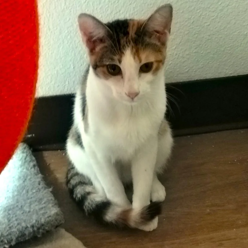 A young medium-sized female Domestic Short Hair cat named Mia for adoption in Los Angeles, CA