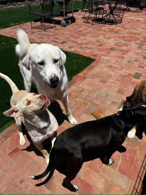 A baby medium-sized male Yellow / Tan / Blond / Fawn Yellow Labrador Retriever dog named Boone for adoption in Lafayette, CA