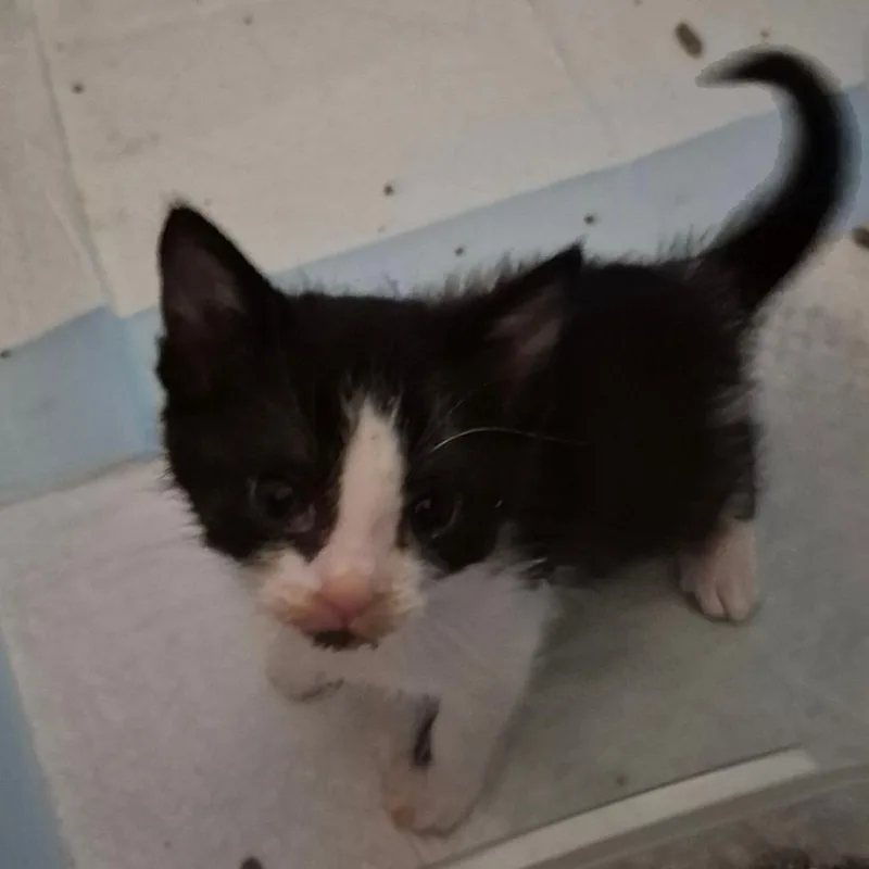 A baby small-sized female Black Domestic Short Hair cat named Melbourne for adoption in Westminster, CA