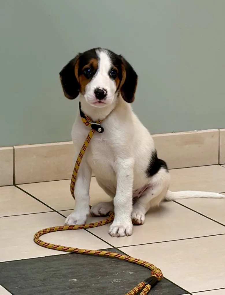 A baby small-sized male Treeing Walker Coonhound dog named Pineapple for adoption in Hampton, VA