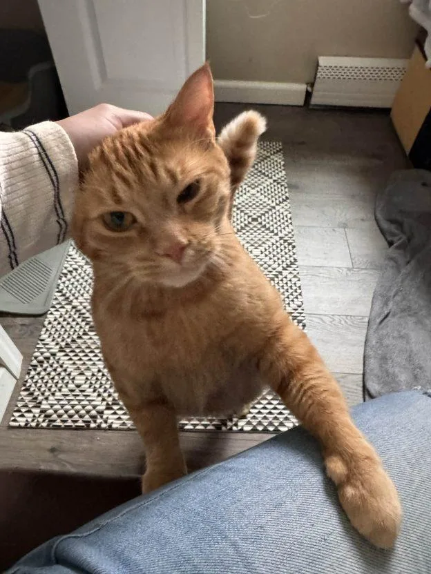 An adult medium-sized male Tabby (Orange / Red) Domestic Short Hair cat named Peter for adoption in Anchorage, AK