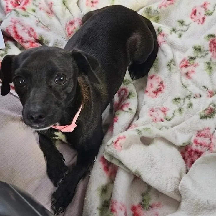 A young small-sized female Chihuahua dog named Bonnie for adoption in Danville, VT