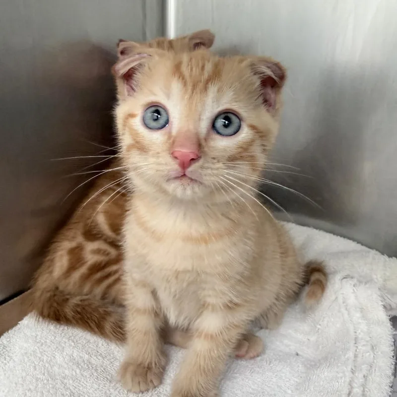 A baby small-sized male Orange / Red Domestic Short Hair cat named Atlas for adoption in Auburn, AL