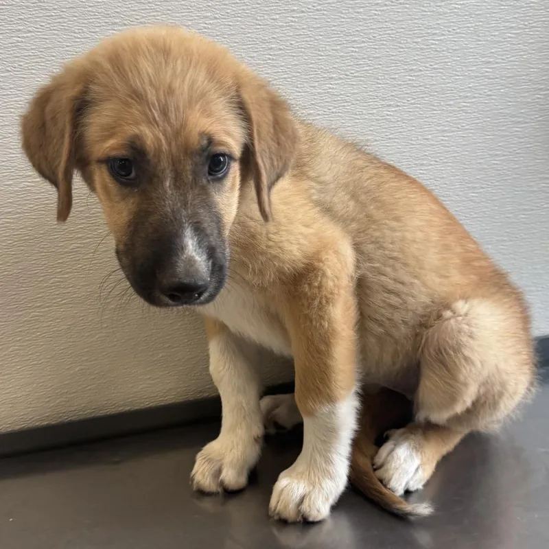 A baby medium-sized female Yellow / Tan / Blond / Fawn Mixed Breed dog named Ruby for adoption in Las Cruces, NM