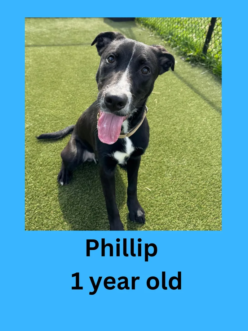 An adult medium-sized male Black Labrador Retriever dog named Phillip for adoption in Ravenna, OH