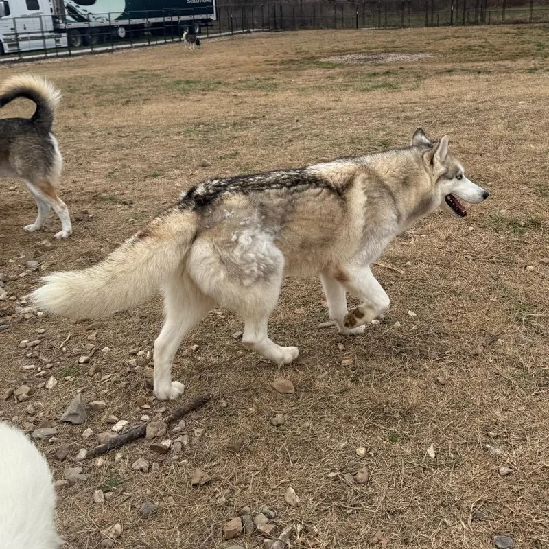 Kristoff thumbnail 3