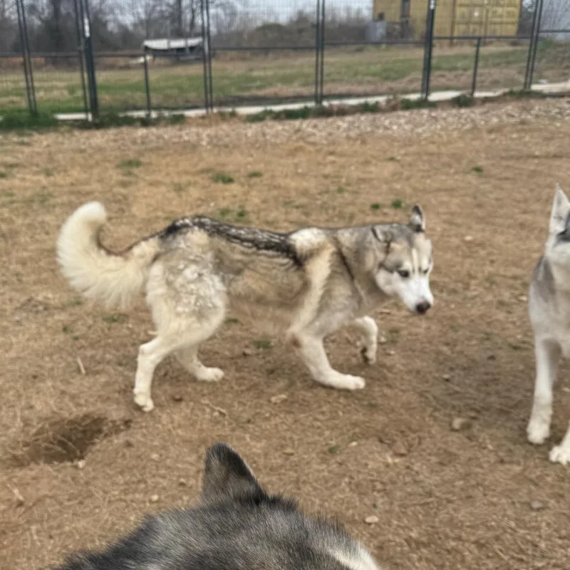 Kristoff thumbnail 4