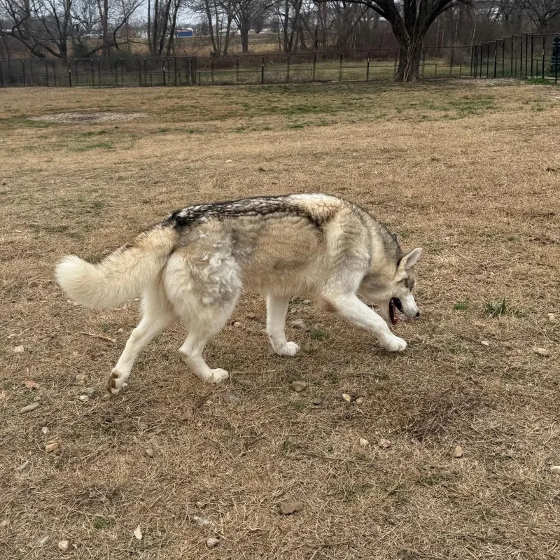 Kristoff thumbnail 6