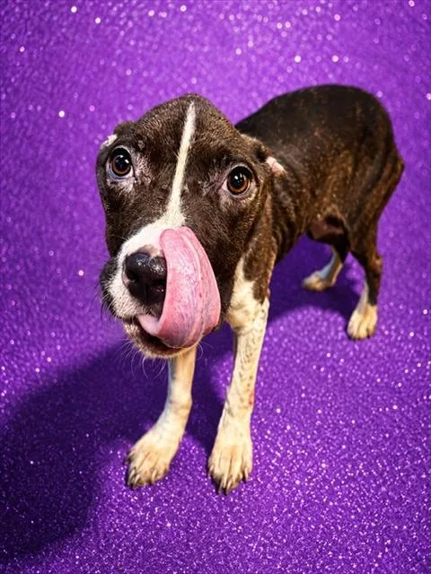 An adult medium-sized female Mixed Breed dog named Athena for adoption in Jacksonville, FL