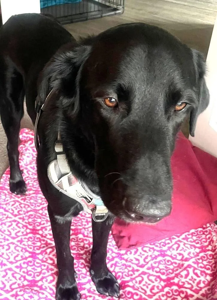 An adult medium-sized male Black Labrador Retriever dog named Budster for adoption in Dallas, TX