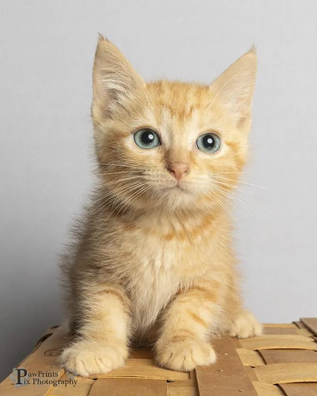A young medium-sized male Tabby (Orange / Red) Domestic Short Hair cat named Curry for adoption in Maryville, TN