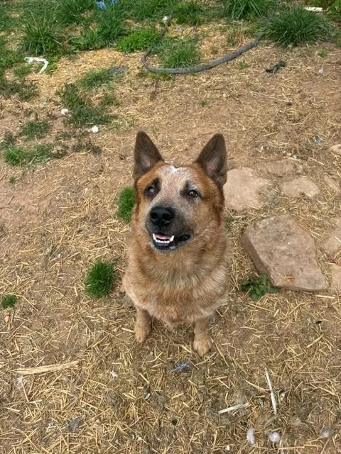 An adult medium-sized male Merle (Red) Australian Cattle Dog / Blue Heeler dog named Milo for adoption in Augusta, WV