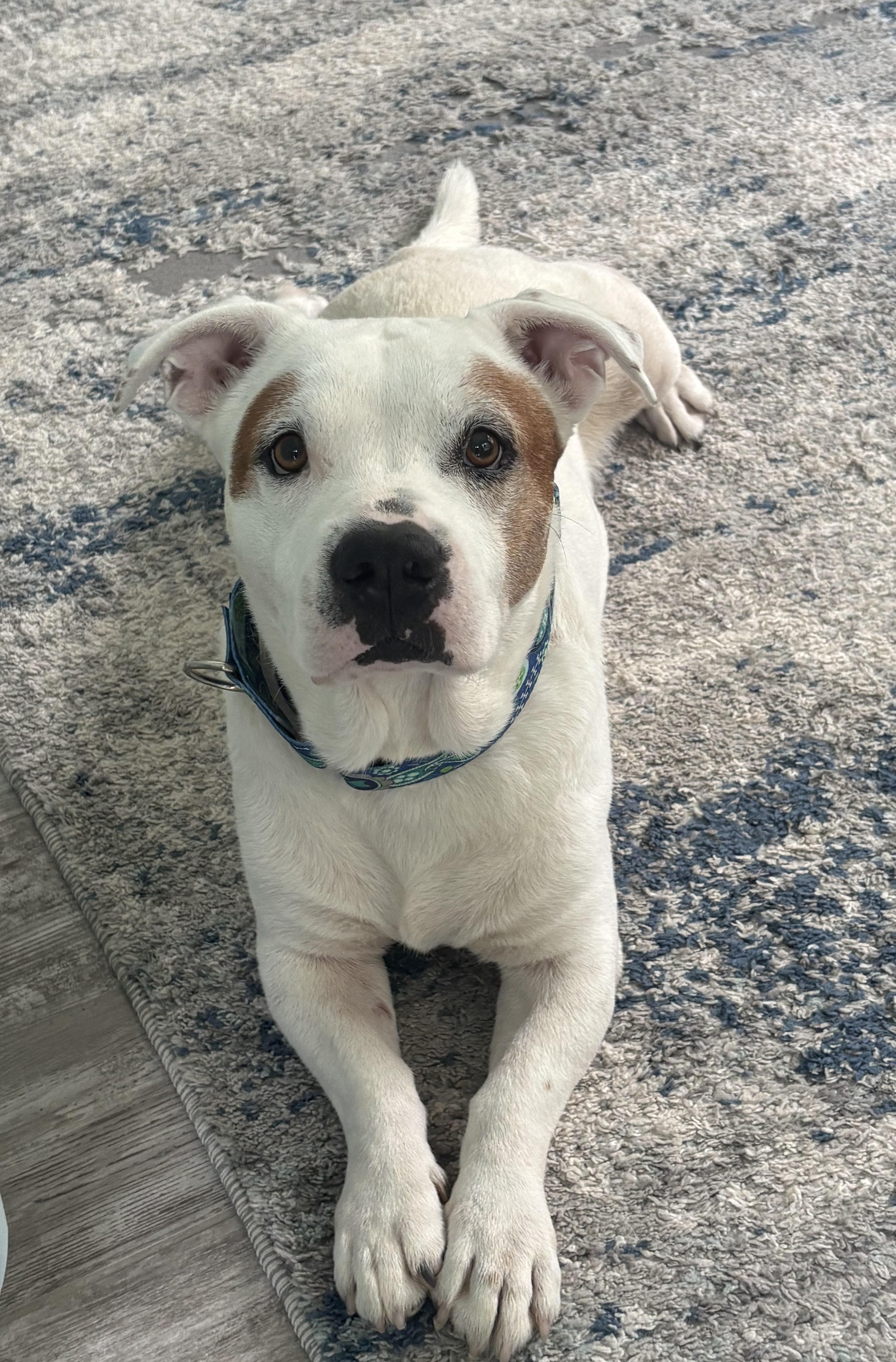 An adult medium-sized male Basset Hound dog named Gilly for adoption in Hillsdale, NY