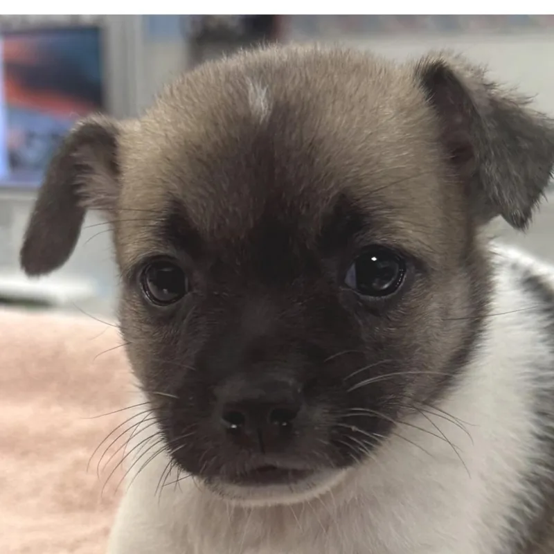 A baby small-sized female White / Cream Chihuahua dog named Venus for adoption in Longmont, CO
