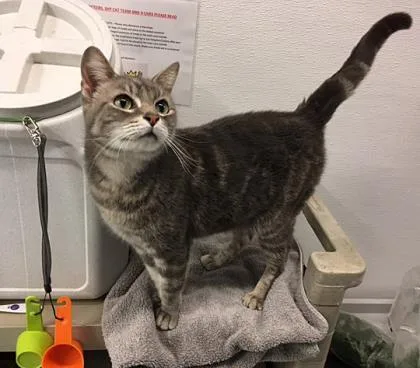 An adult medium-sized female Domestic Short Hair cat named Mia for adoption in Seattle, WA