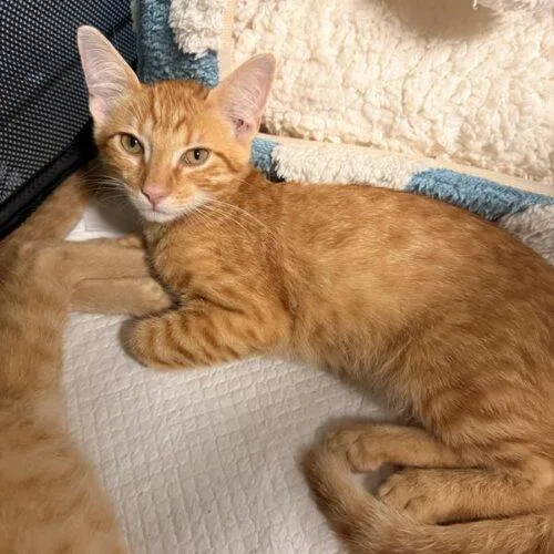A baby small-sized male Tabby (Orange / Red) Domestic Short Hair cat named Gnocchi for adoption in Tampa, FL