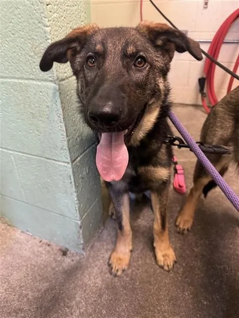 A young medium-sized male Shepherd dog named Charles for adoption in Sacramento, CA