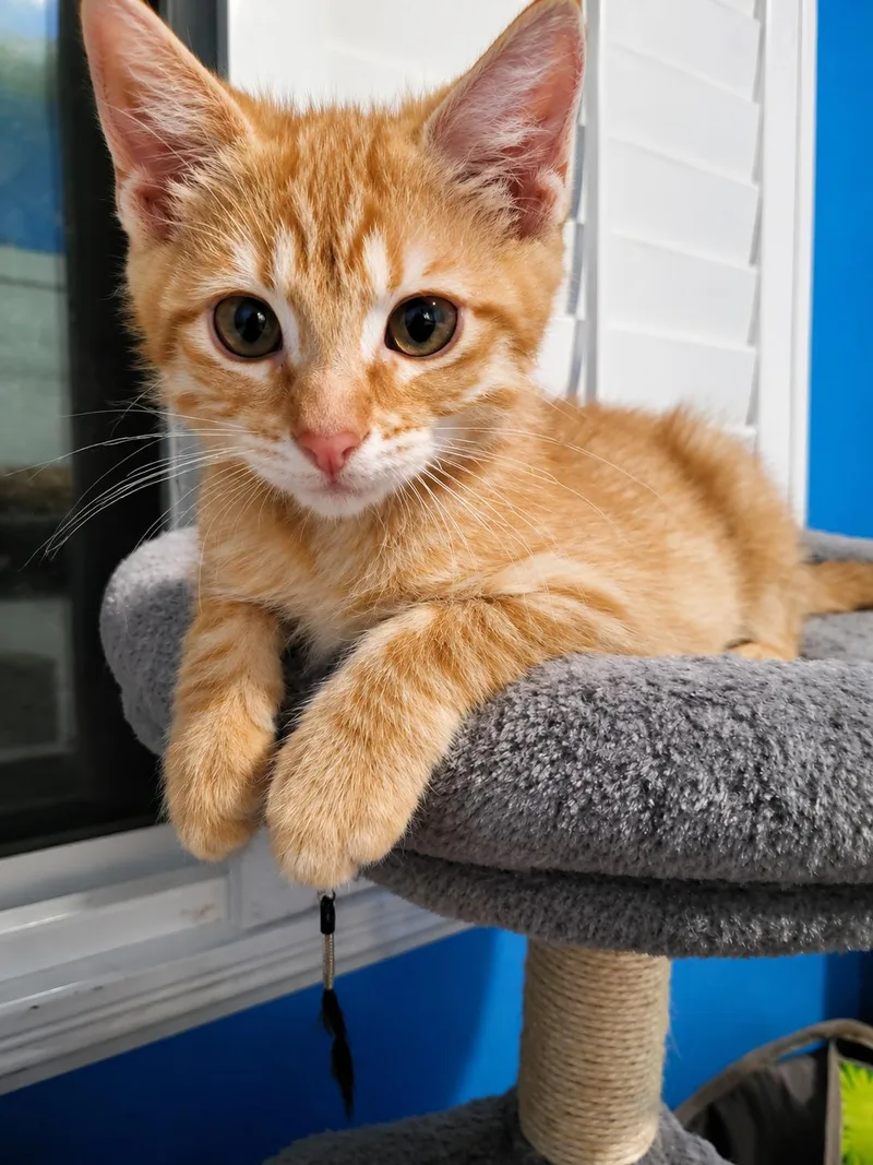 A baby small-sized male Domestic Short Hair cat named Radley for adoption in Rio Linda, CA