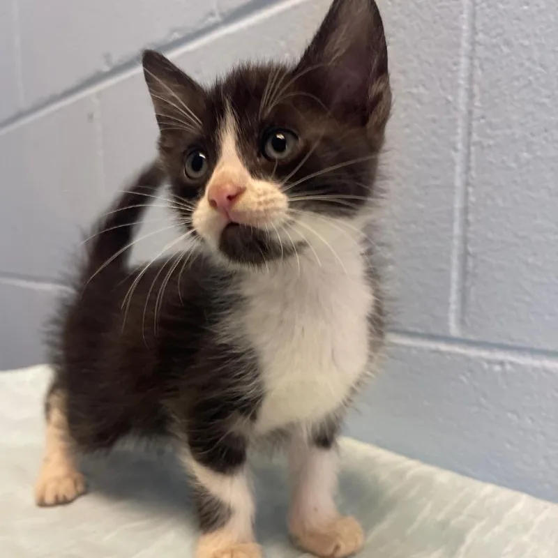 A baby small-sized male Black Domestic Short Hair cat named Cubby for adoption in Valley, AL