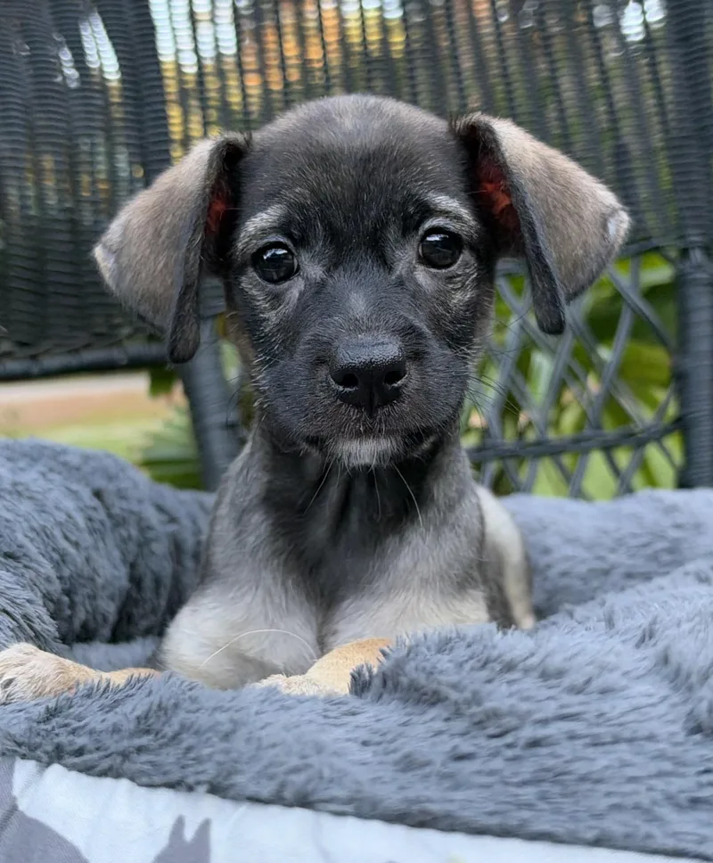 A baby small-sized female Black Mixed Breed dog named Air Fry for adoption in Mt Pleasant, SC