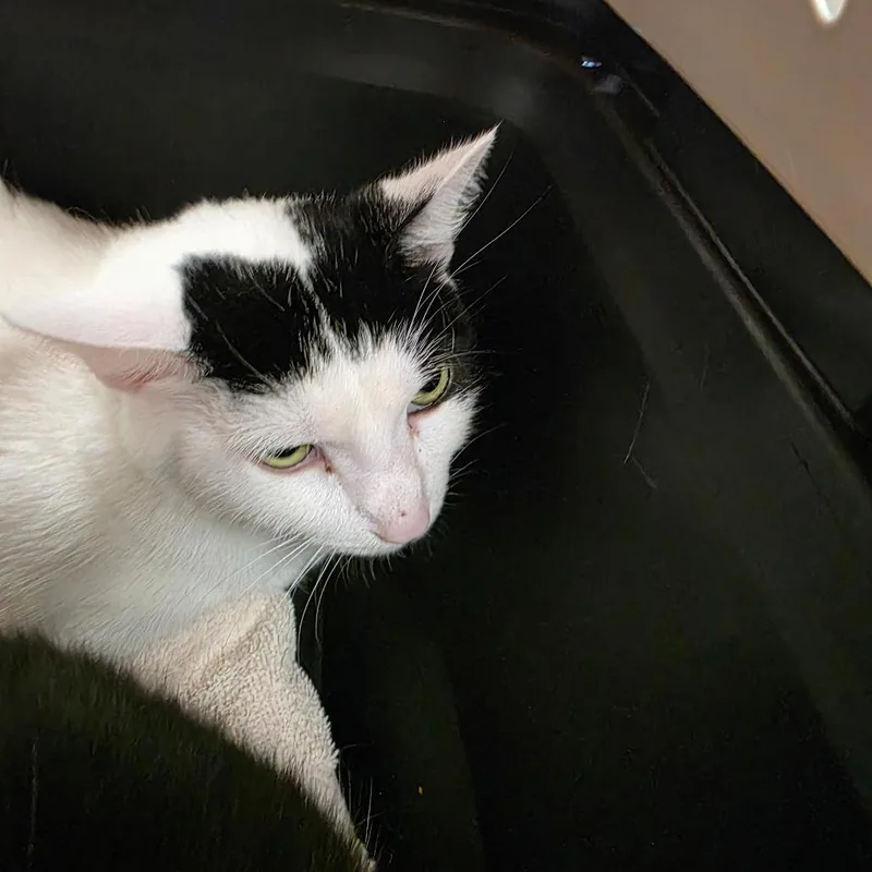 A young medium-sized female White Domestic Short Hair cat named Annie for adoption in Watertown, NY