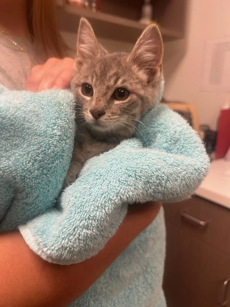 A baby large-sized male Domestic Short Hair cat named Neo for adoption in Greenfield, IN