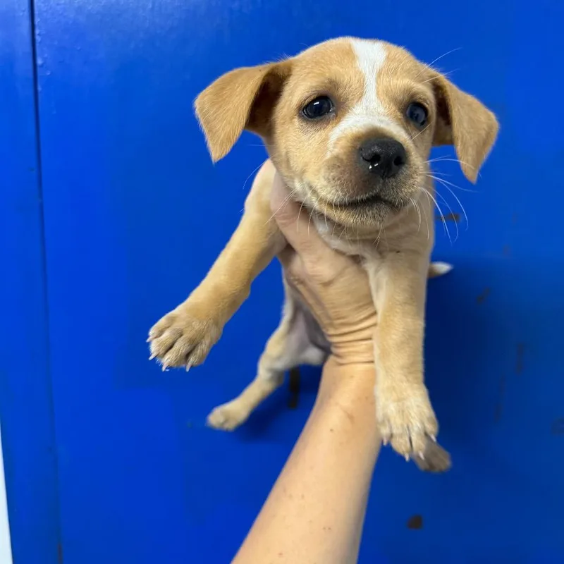 A baby small-sized female Brown / Chocolate Beagle dog named Wilma for adoption in Wahiawa, HI