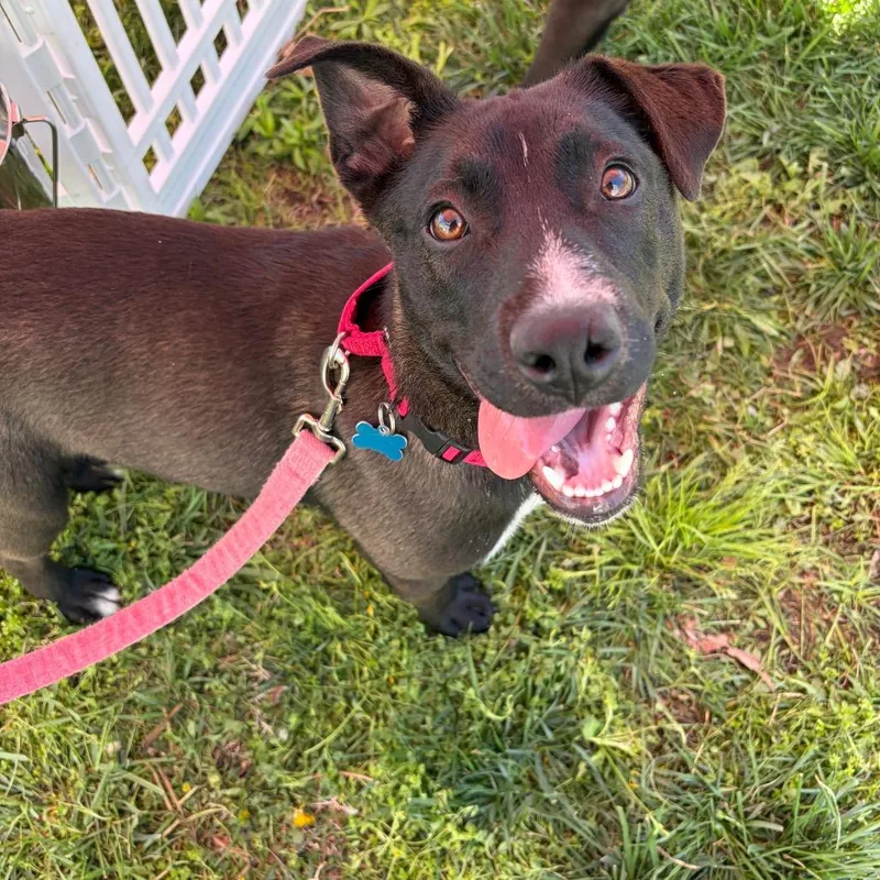 A baby medium-sized female Brown / Chocolate Mountain Cur dog named Truffle for adoption in Nashville, TN