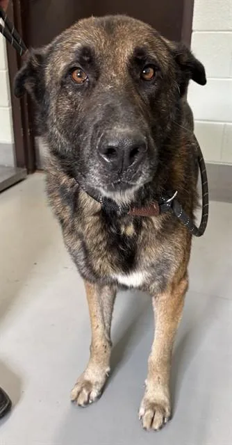 Maximus