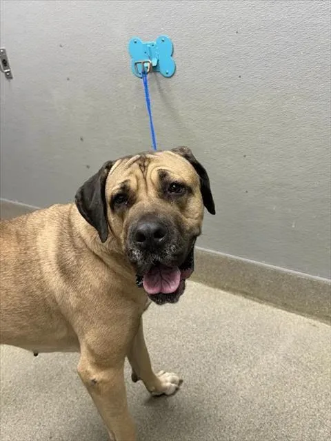 An adult extra large-sized female Mastiff dog named Rosalia for adoption in Las Vegas, NV
