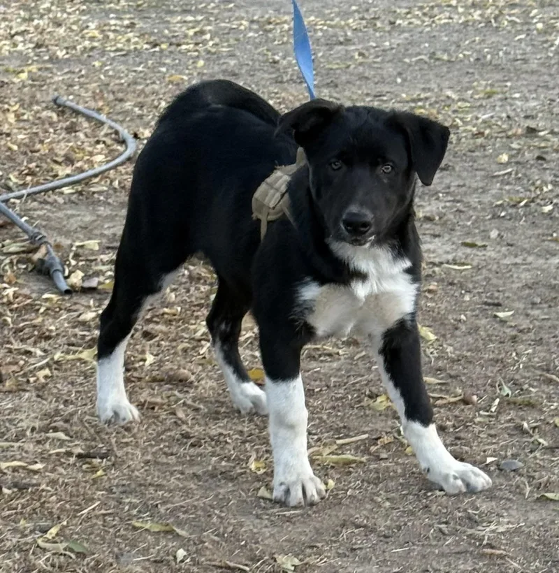 A baby medium-sized male Black Border Collie dog named Null for adoption in Dunnigan, CA