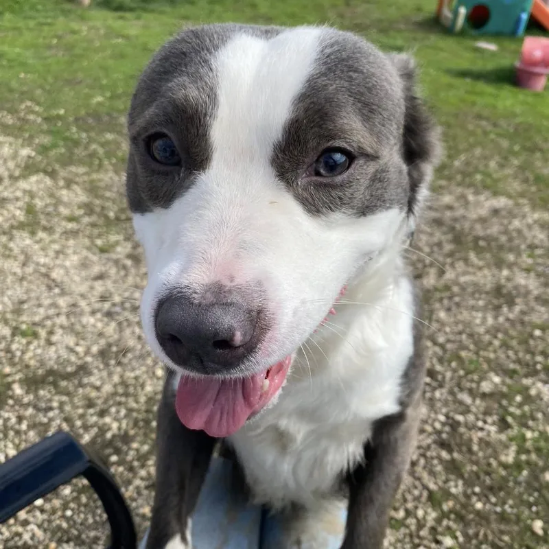 An adult medium-sized male Gray / Blue / Silver Border Collie dog named Dr Dog for adoption in Quakertown, PA